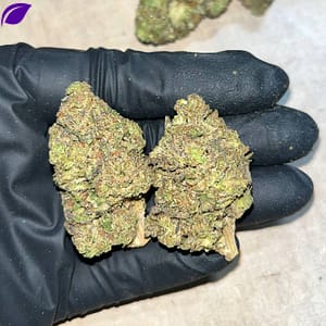 Kombucha THCA