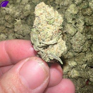 Sandia Gelato THCA