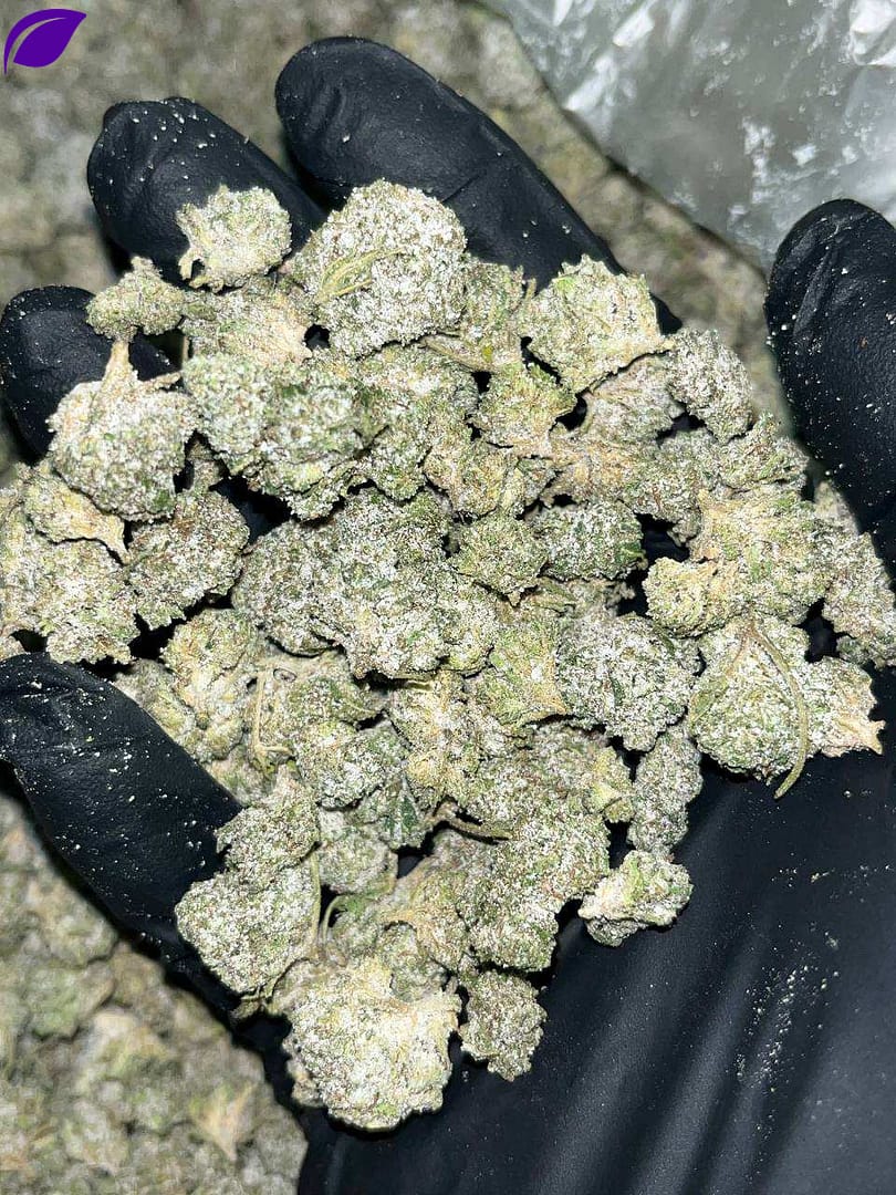 Snocaps Smalls THCA