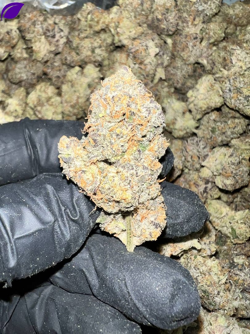 Get exotic Carbon Fiber THCa Flower in bulk. Premium, Oregon-grown, and rigorously third-party tested for wholesale buyers.