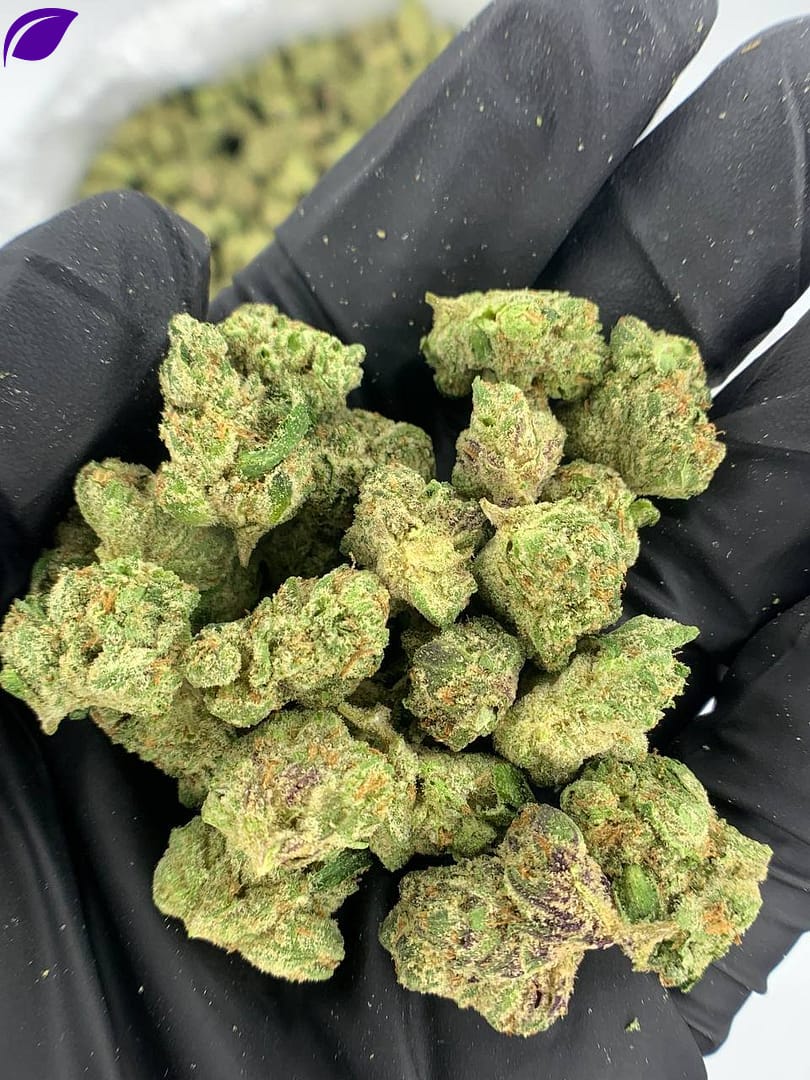 Donny Burger THCa Flower is a potent and effective cannabis strain that boasts high levels of THCa, making it perfect for wholesale buyers looking for a high-quality product