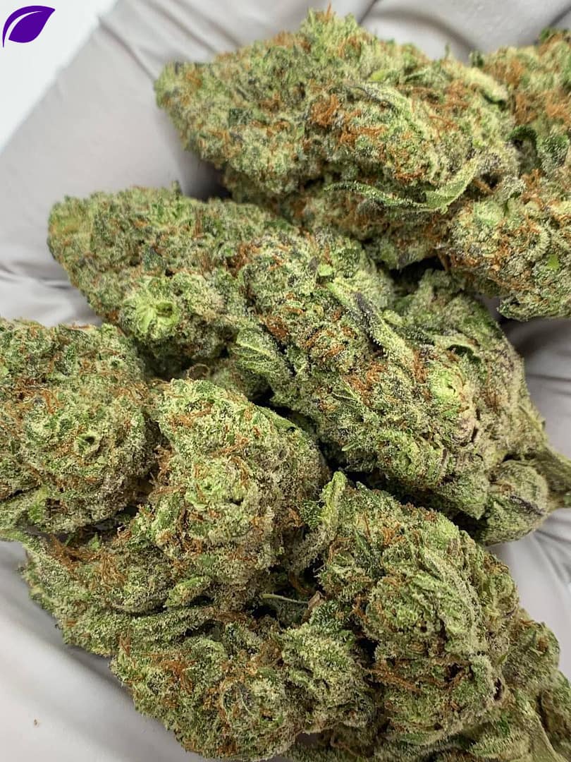 Piff Mintz THCa Flower, premium bulk hemp flower, high THCa content, minty flavor, wholesale hemp