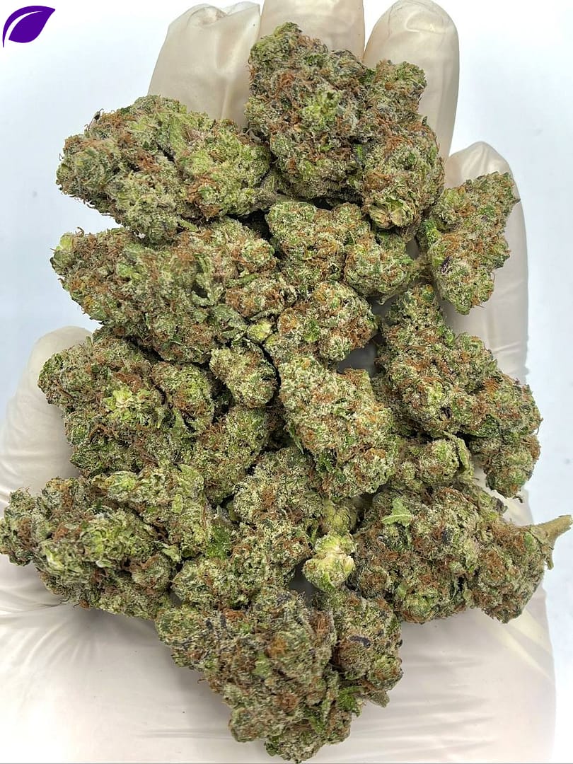 Rainbow Push Pop THCA Flower - Sweet, Colorful Hybrid for Wholesale Buyers