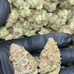 Blueberry Muffins THCa