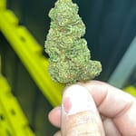 Jealousy Indoor THCa