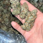 Orange Creamsicle Exotic THCa