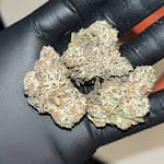 Oreo Blizzard THCA EXOTICS