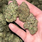 Permanent Marker THCA