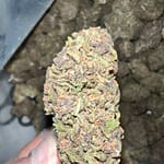 Pink Panther THCa Strain