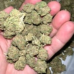 Sour Death THCA Cryo