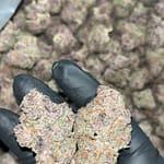 Tropicana Cookies THCA Exotics