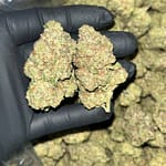 Government Oasis Indoor THCa