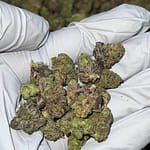 Gelato Floatz THCa Flower