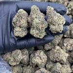 Candy Marker THCa Flower