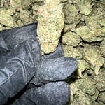 Gelato 41 X Kush Mintz Indoor