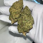 Gelato Z THCA Flower