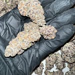 Granimals Exotic THCa Flower