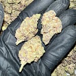 Jelly Donut Exotic THCa Flower