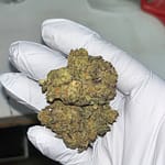 Jungle Driver THCA Flower