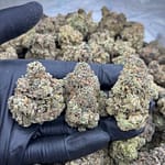 NYC Gelato THCA Flower