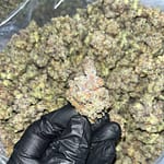 Pure Michigan THCa Exotics