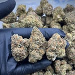 Purple Ice Pops THCA Strain