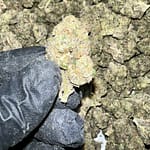 Runtz Indoor THCa Flower