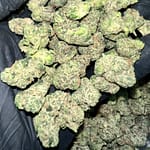 Candy Gelato Exotic THCa Flower