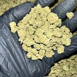 Cheetah Piss Exotic THCa Flower