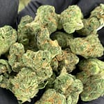 Cherry Dosido THCa Flower