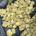 Gelato Cake THCa Flower