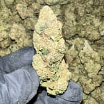 Astro Runtz THCa Flower