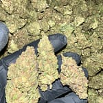 Honey Mintz THCA Flower