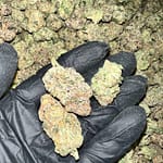 Hood Lemon THCa Flower