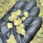 Key Lime Jack THCa Flower