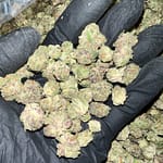 Purple Gushers THCa Flower