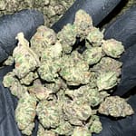 Secret Cookies THCa Flower