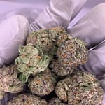 Purple Punch Exotic THCa Flower