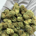 Glitter Bomb Exotic THCa Flower