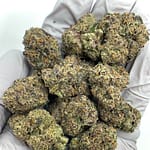 Archive Runtz Exotic THCa Flower