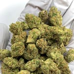 Astro Candy Exotic THCa Flower