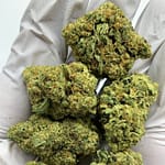 Grandi Guava THCa Flower