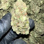 Tahoe OG THCa Flower