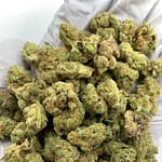 Gary Payton THCa Flower