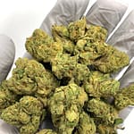 Gelato 41 THCa Flower