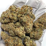 Gelato Mintz Exotic THCa Flower