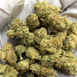 Honey Buns Exotic THCa Flower