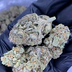 Molotov Cocktail THCa Flower