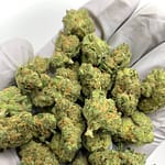 Blue Skunk THCa Flower