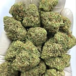 Papaya Punch THCA Flower